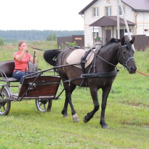 Фото от владельца Royal Horse, конный клуб