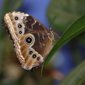Фото от владельца Миндо, сад живых бабочек