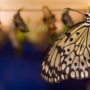 Фото от владельца Миндо, сад живых бабочек