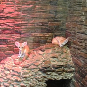 Фото от владельца Тульский областной Экзотариум, зоопарк для всей семьи