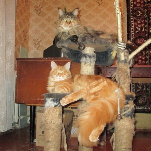 Фото от владельца Аргун К, питомник кошек мейн-кун