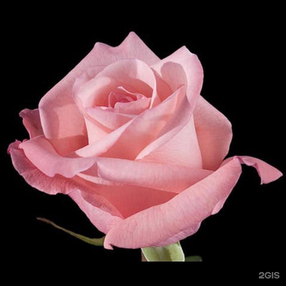 Peckoubo роза Эквадор