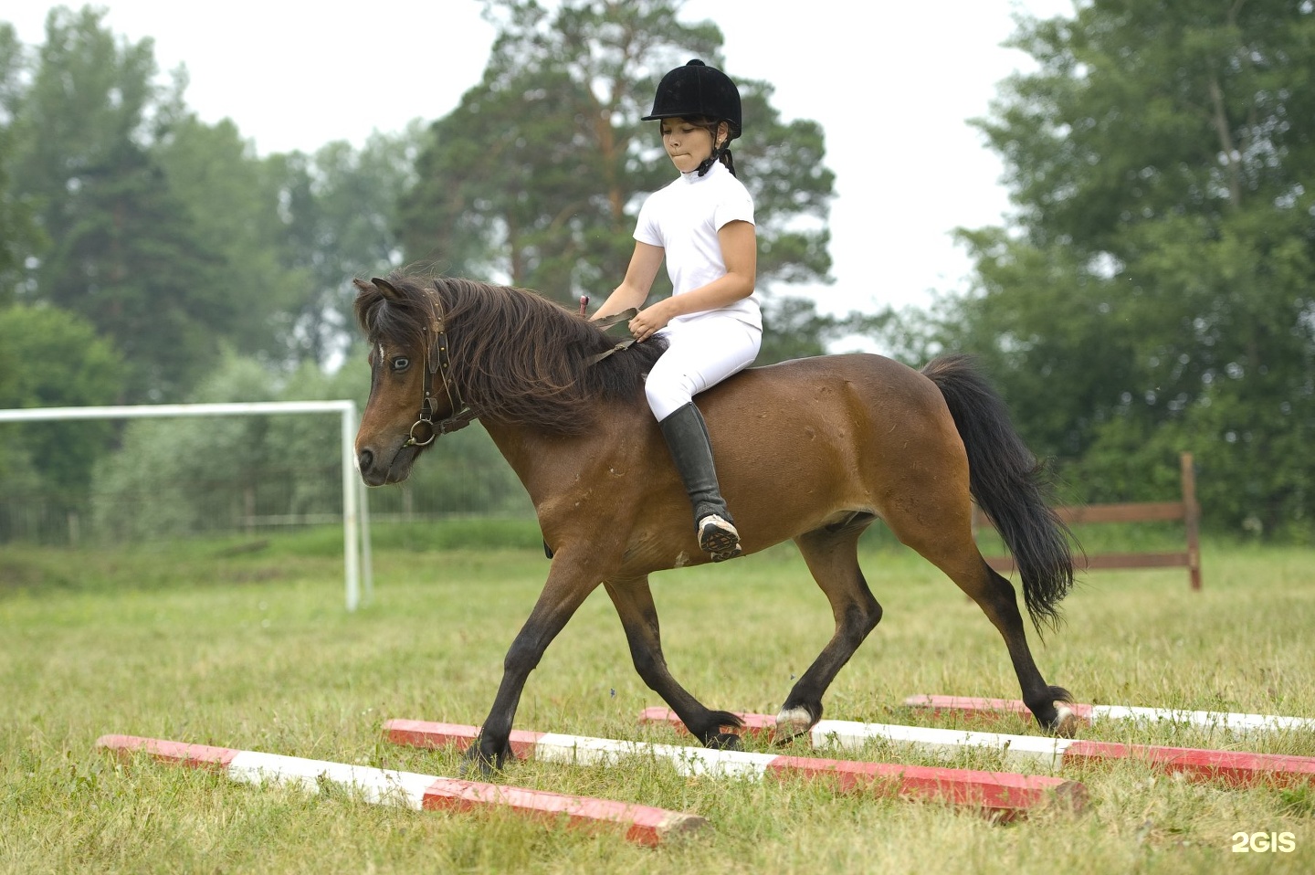 Кск пр. Гренада Барнаул лошади. Барнаульский ипподром. Конный спорт Барнаул. Девушка занимается конным спортом.