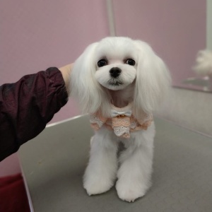 Фото от владельца Лака-Лака, парикмахерская для кошек и собак