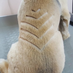Фото от владельца Лака-Лака, парикмахерская для кошек и собак