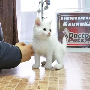 Фото от владельца Doctor Pets, ветеринарная клиника