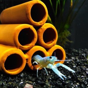 Фото от владельца FishPro, магазин аквариумистики
