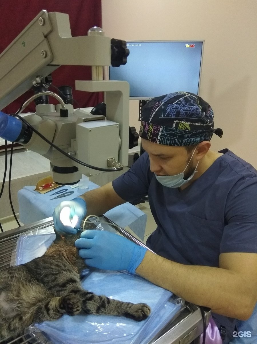 гуффи ветеринарная клиника ижевск 30. ветклиника движение ижевск. ветклиника движение ижевск. ветеринарная клиника молодежная. ветклиника движение ижевск.