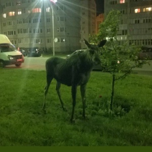 Фото от владельца Ветеринарный кабинет, ИП Лукьянов А.К.