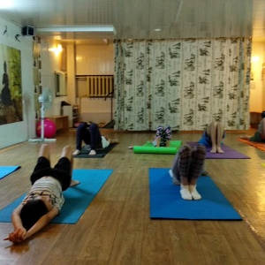 Фото от владельца Шанкара, центр йоги