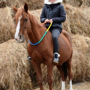 Фото от владельца Мустанг, конно-спортивный клуб