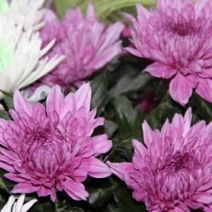 Фото от владельца Азалия, сеть цветочных салонов