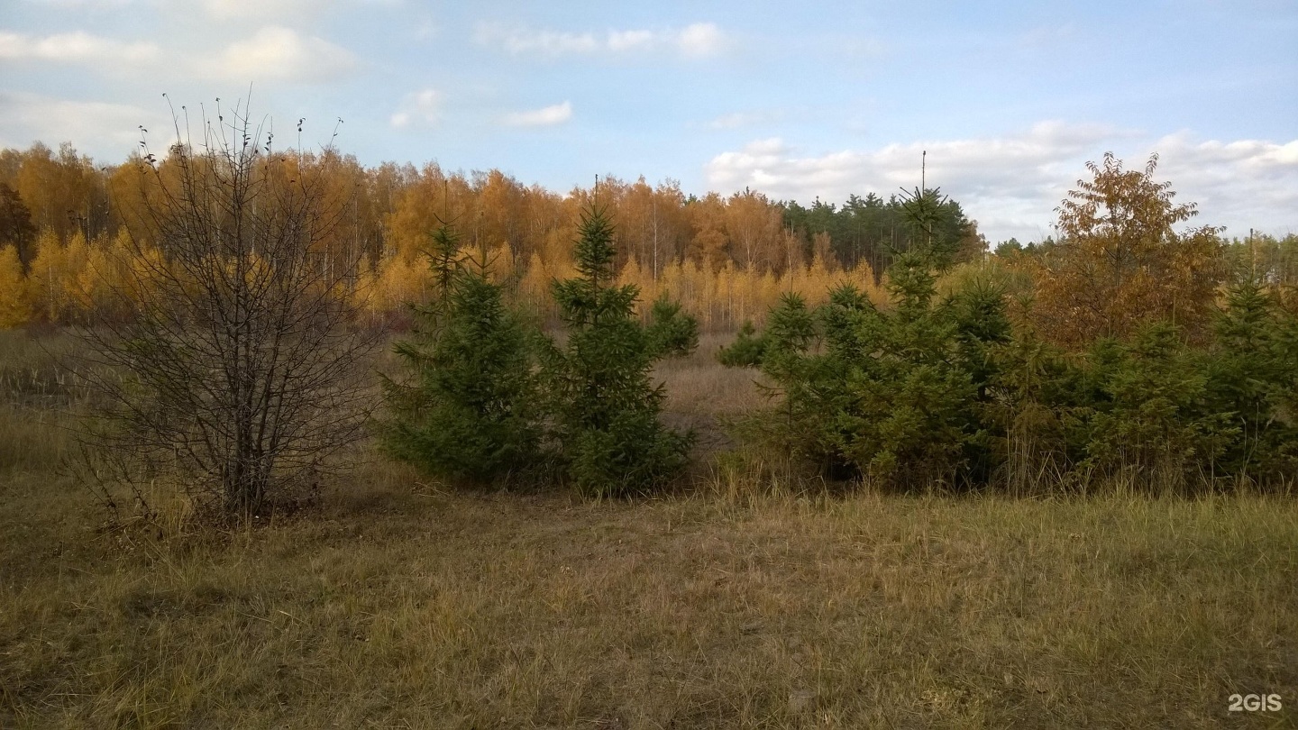 Центр лес великий новгород. Лесопожарный центр Липецк. Лес в центре Челябинска. Челябинск лес в центре города.