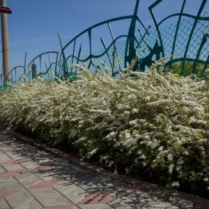 Фото от владельца Ландшафт Декор, ООО