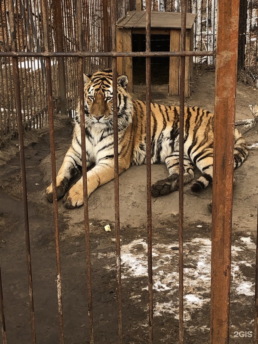 зоопарк амодово в чите