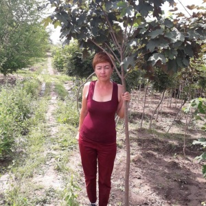 Фото от владельца Белобородько, питомник плодовых и декоративных деревьев