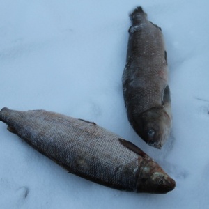 Фото от владельца База оленины и северной рыбы, ИП Чернышова О.В.