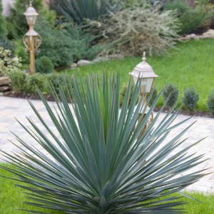 Фото от владельца Зелёный двор, питомник декоративных растений и ландшафтного дизайна