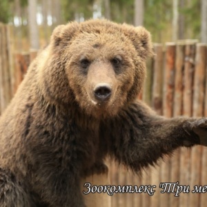 Фото от владельца Три медведя, зоокомплекс