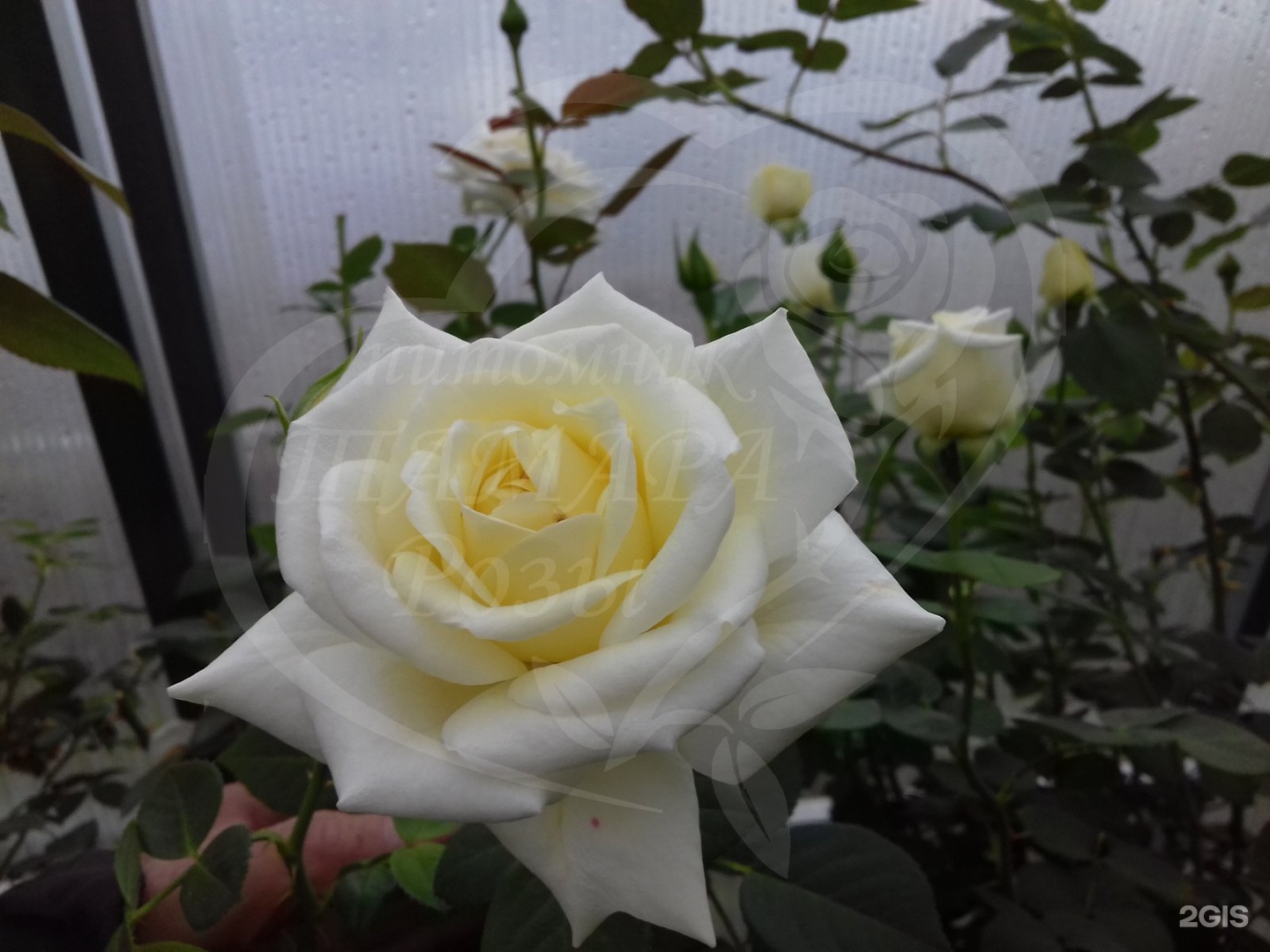 Тамара розы питомник