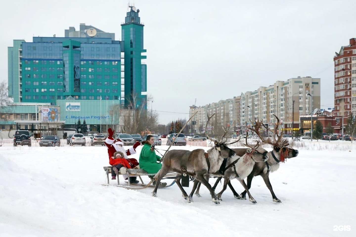 На оленях утром ранним