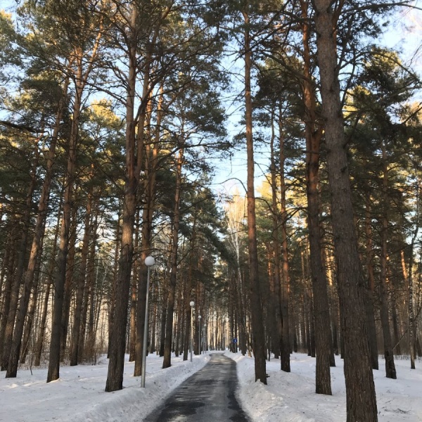 План гилевской рощи в тюмени