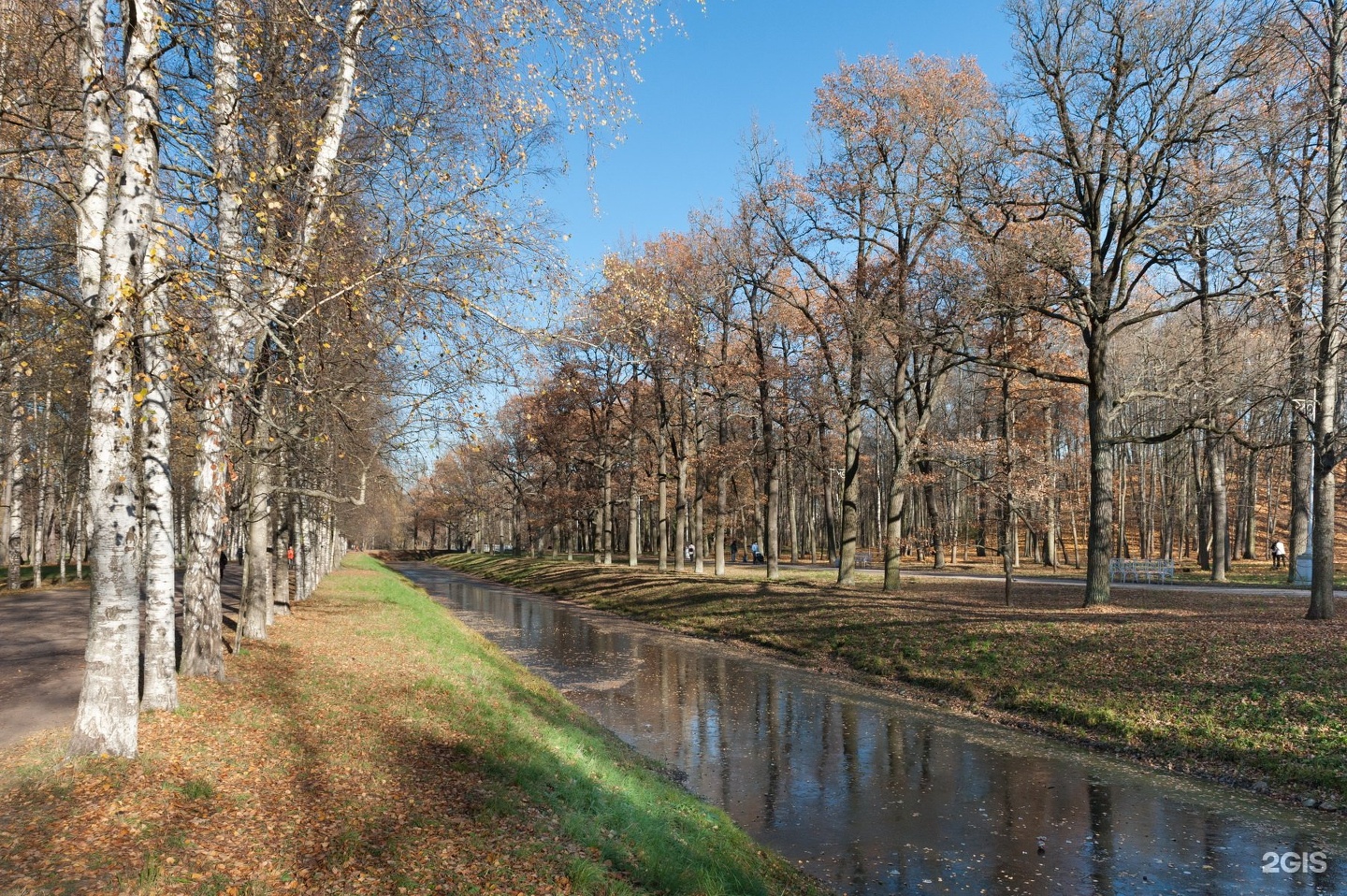 Петроградская сквер. Александровский парк Петроградский район. Петроградский район парки. Петроградский район деревья. Александровский Лесная Петроградская.