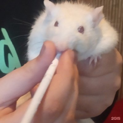 Аниме Магазин В Тюмени Kawaii Аниме Магазин В Тюмени Kawaii