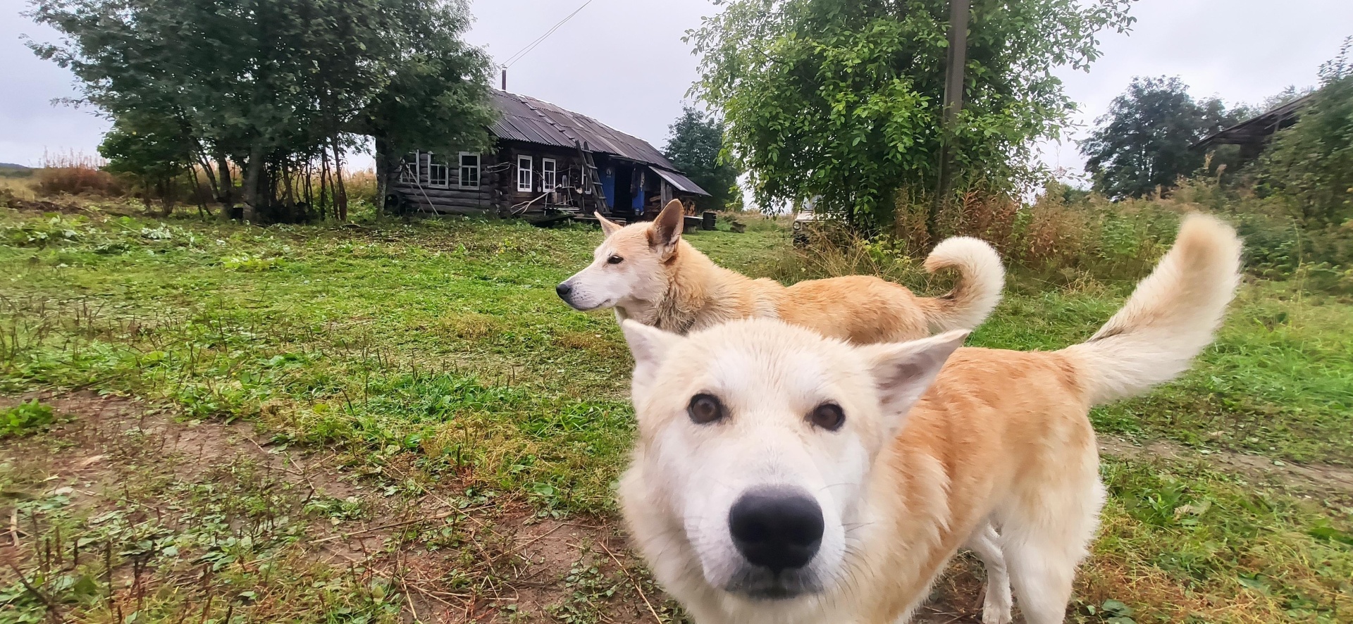 Фармация, аптека, улица Архангельская, 13, Череповец — 2ГИС