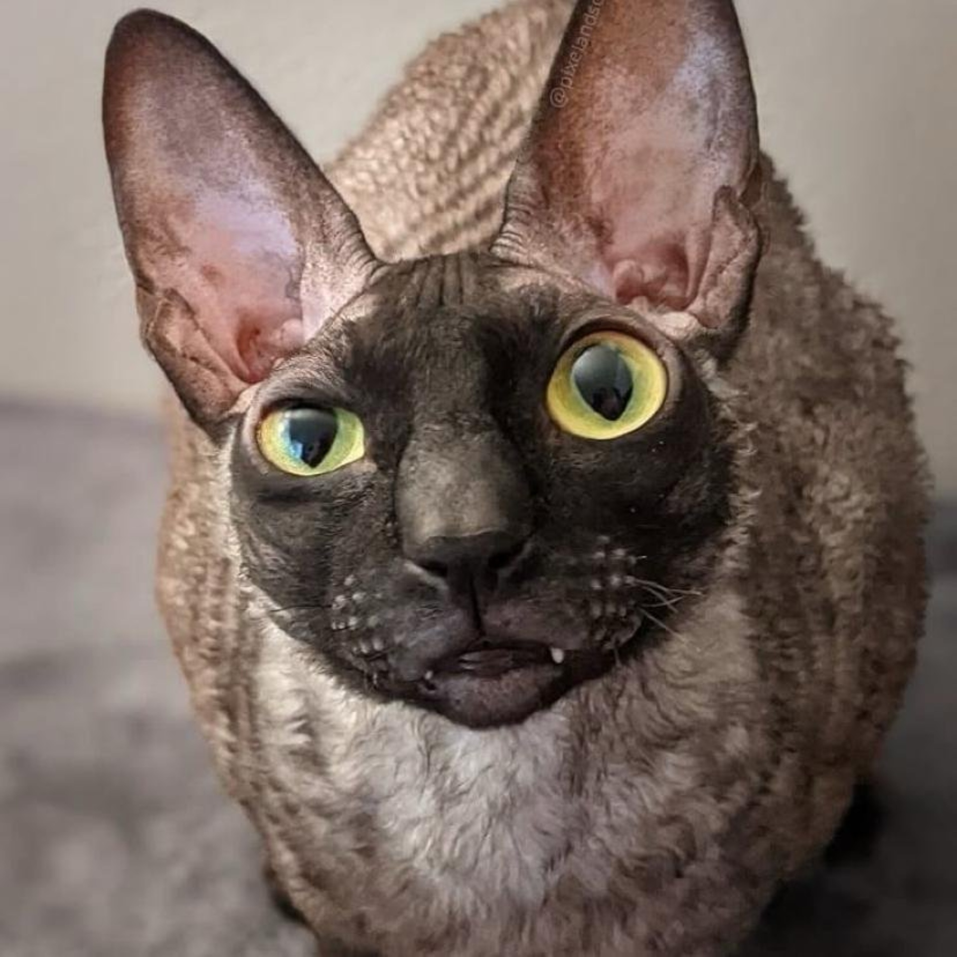 Видео секс жетілген анасы мен баласы қаламайды