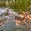 Анастасия С