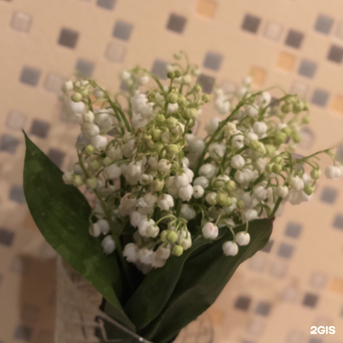 Хомяк тула магазин каталог с фотографиями цветы