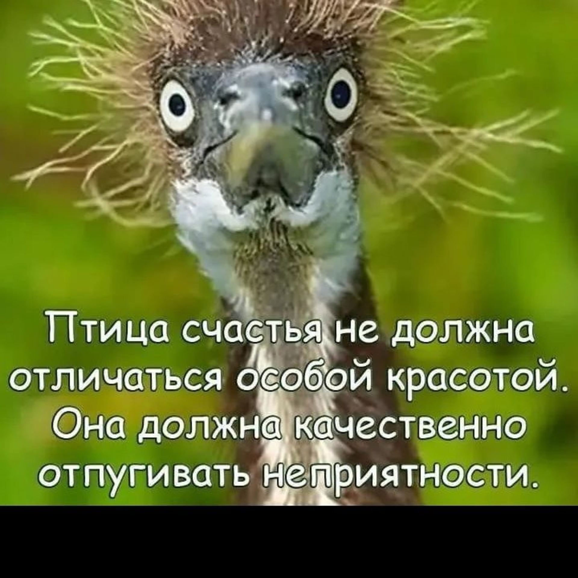 Птица мозгоклюйка
