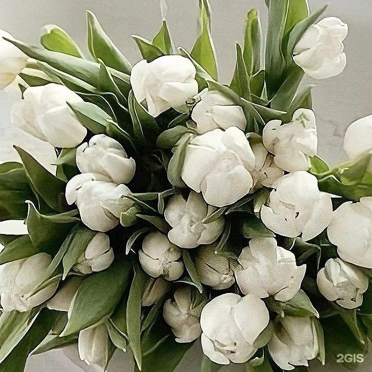 Изображение организации