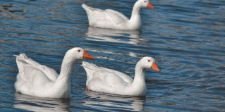 Журавка: Отель Журавка