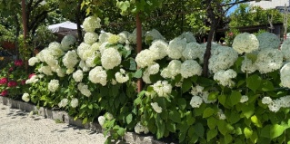 Адлер: Гостевой дом BoxHouse