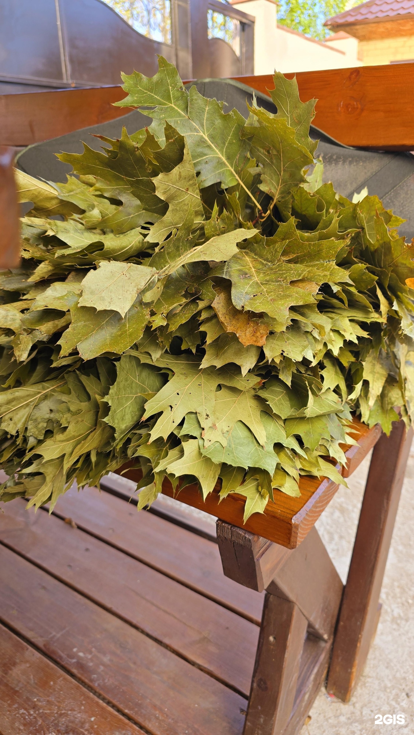Ficus